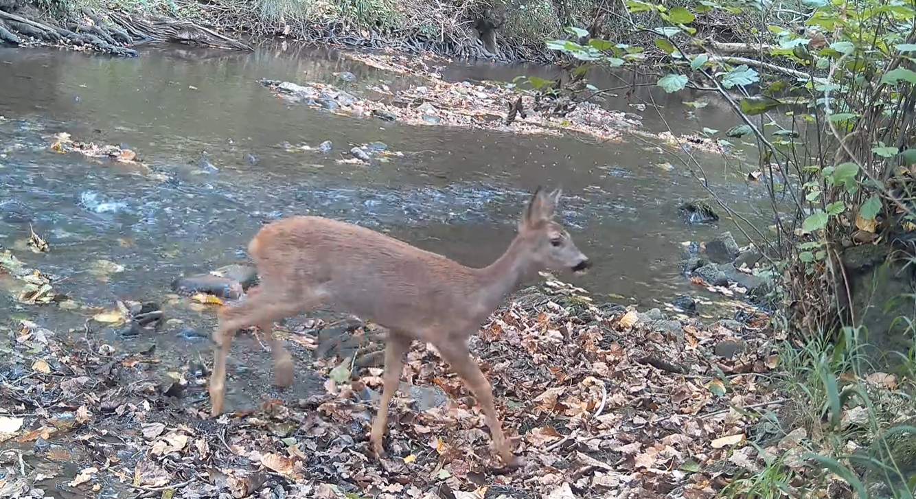 FOTOTRANPEOKO BIDEOAK